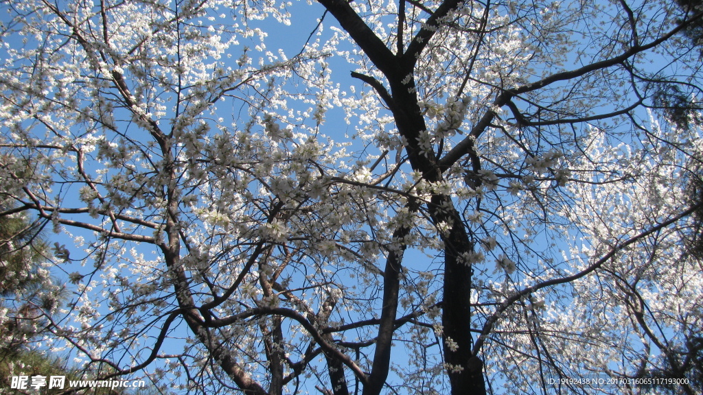 山桃花