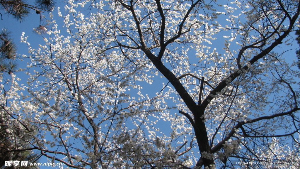 山桃花