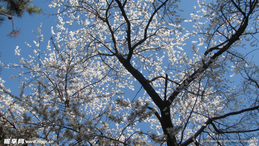 山桃花