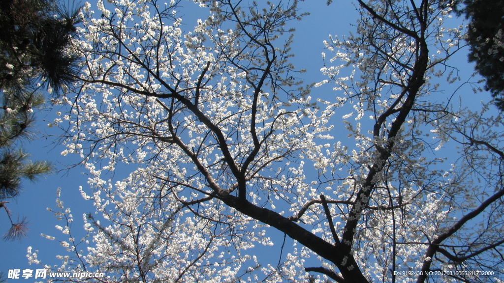 山桃花