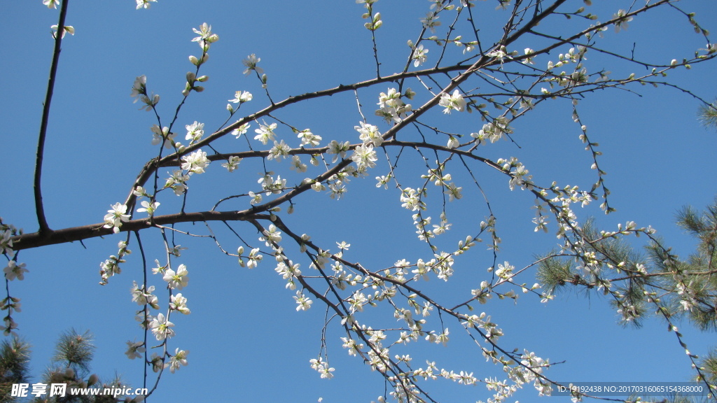 山桃花