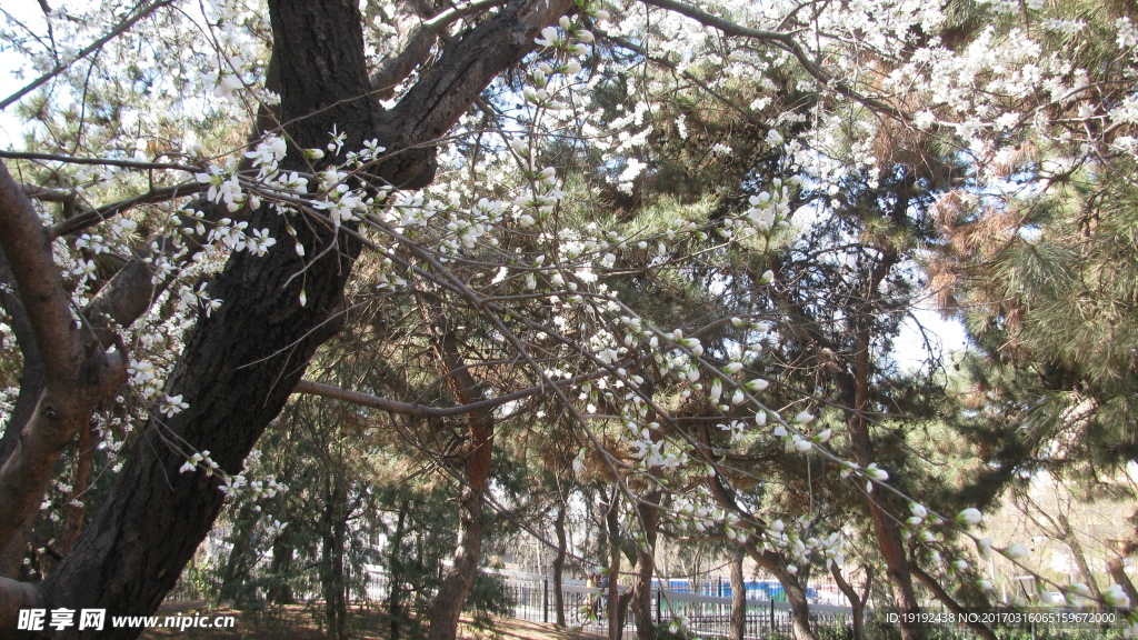 山桃花