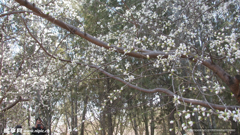 山桃花