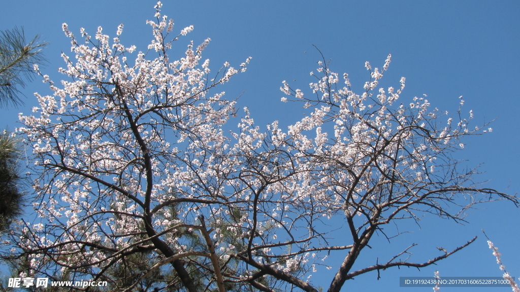 山桃花