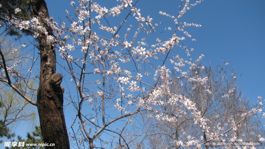 山桃花
