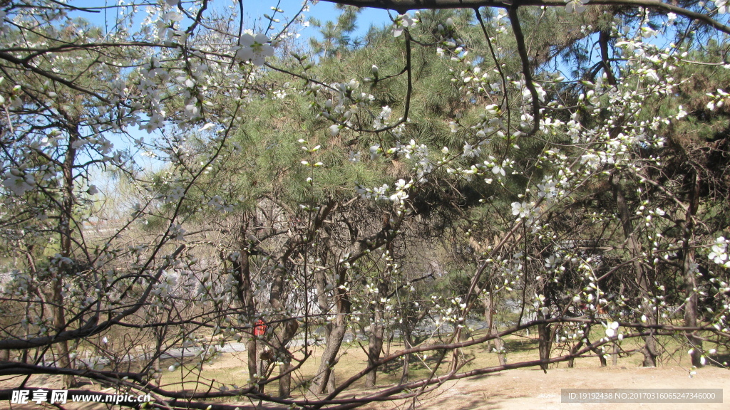 山桃花