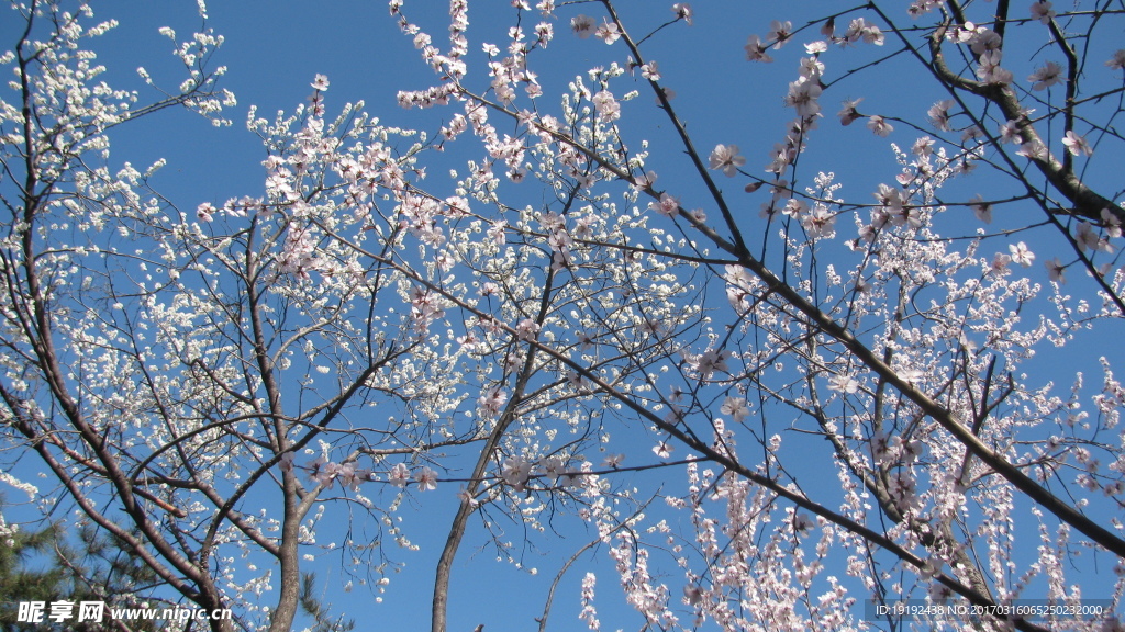 山桃花