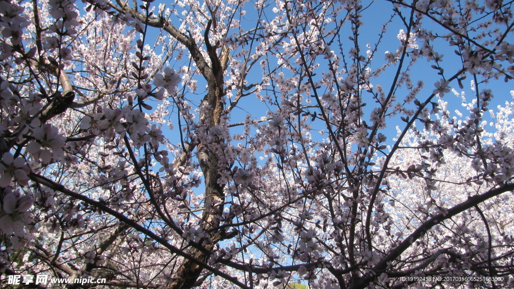 山桃花