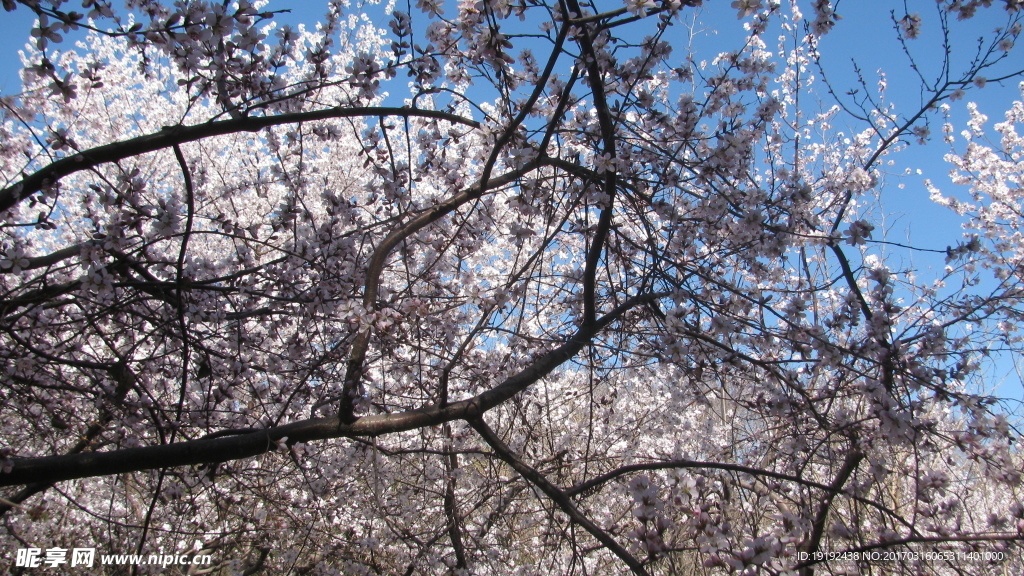 山桃花