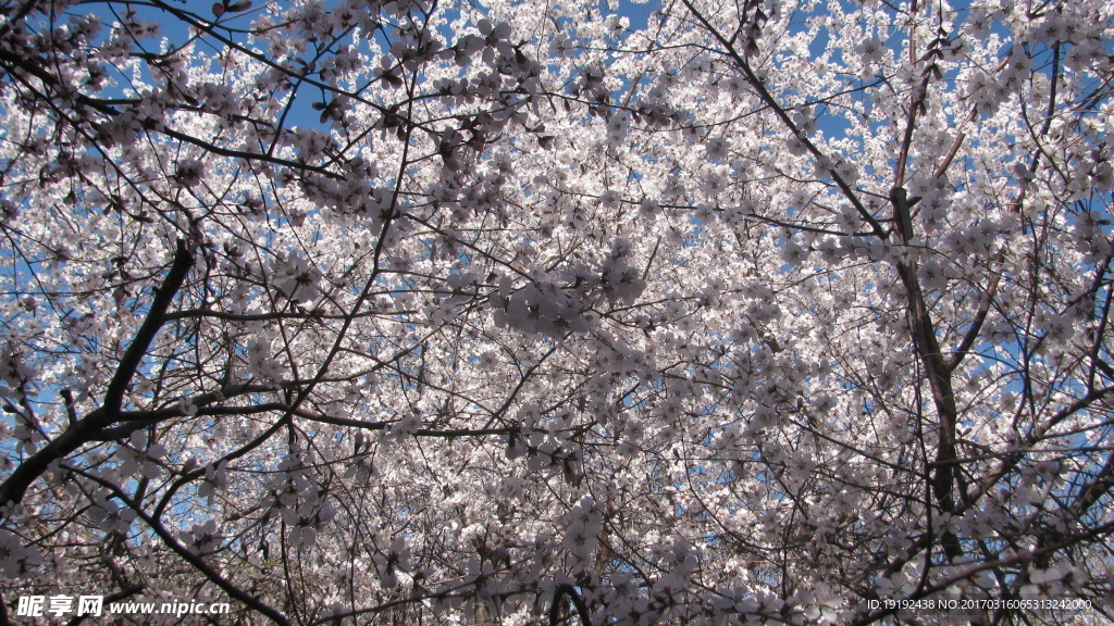 山桃花