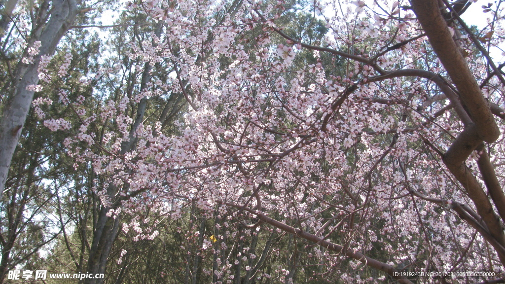 山桃花