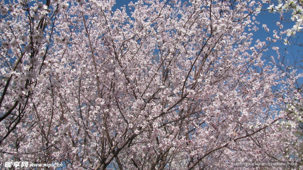 山桃花