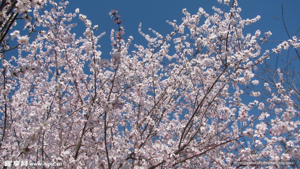 山桃花