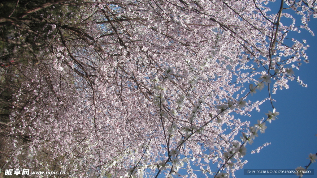 山桃花