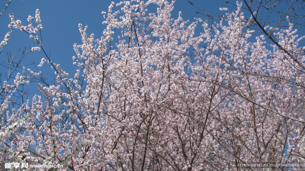 山桃花