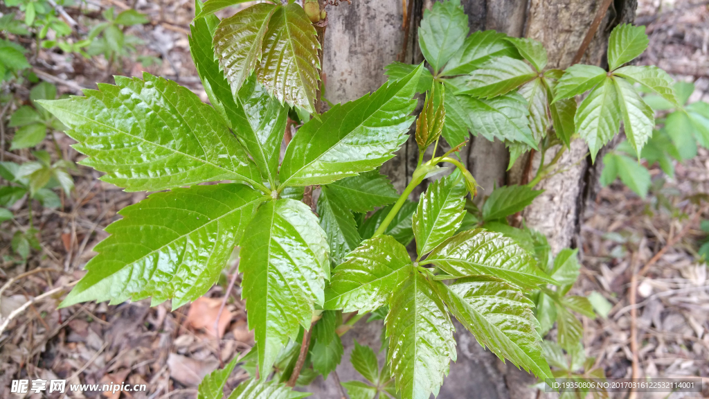 春天 爬山虎 绿叶