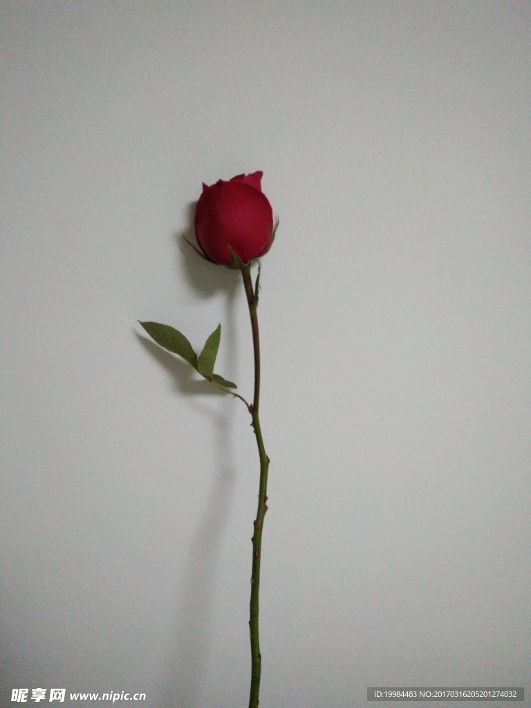 玫瑰玫瑰我爱你