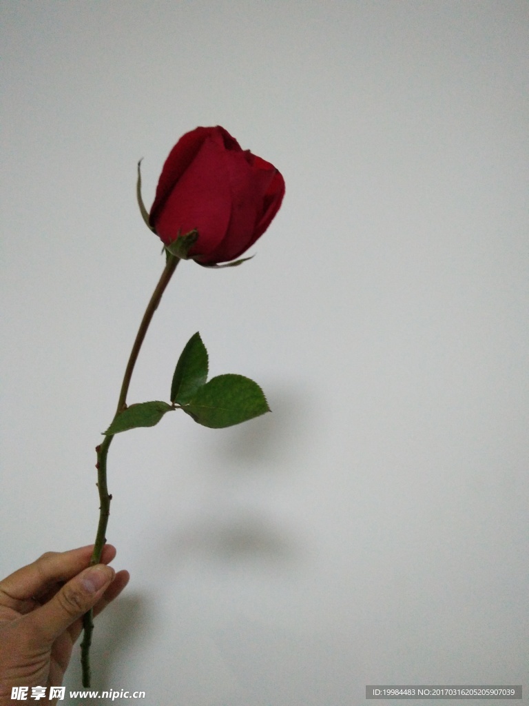 含羞玫