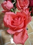 实物玫瑰花