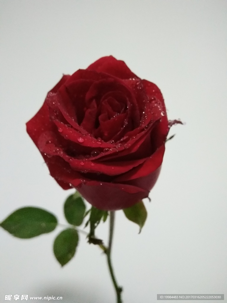 一支花