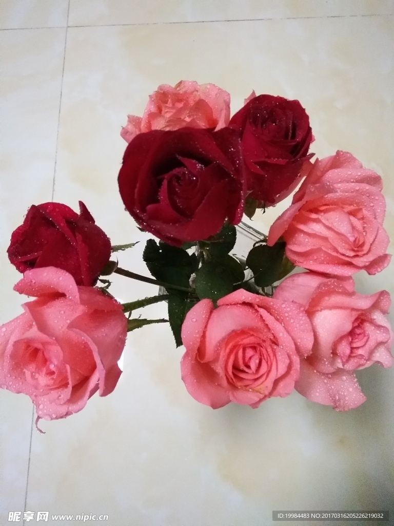 红粉玫瑰花
