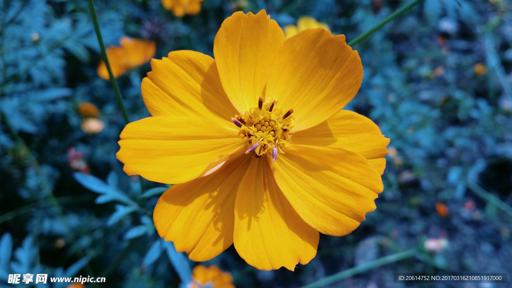 格桑花
