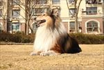 狗狗喜乐蒂高清图
