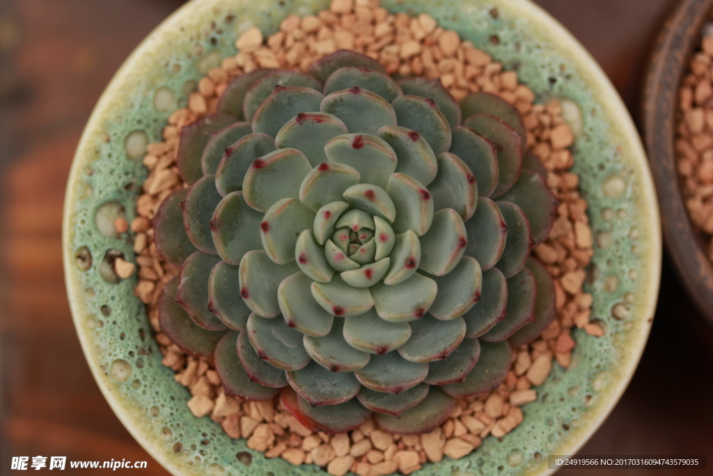 多肉植物