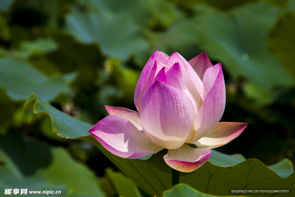 莲花
