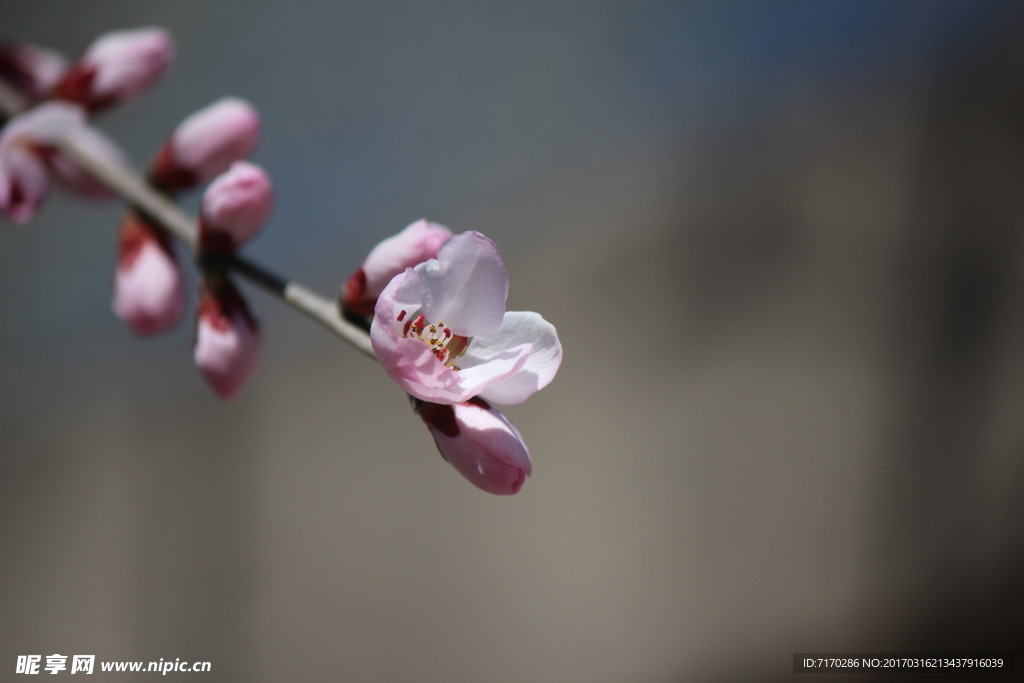 桃花