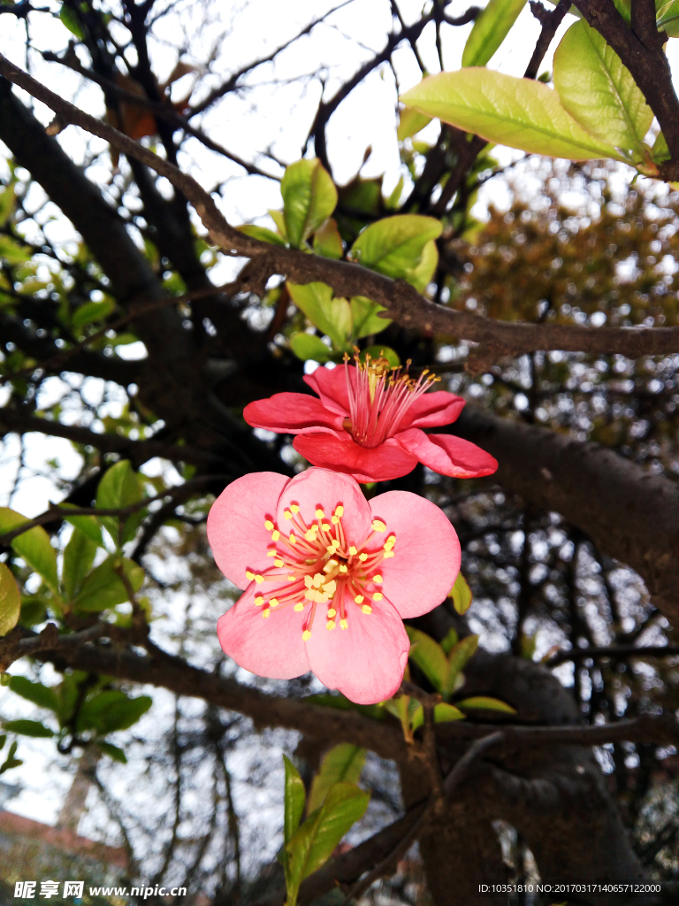 铁脚梨花 高清特写