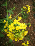 油菜花
