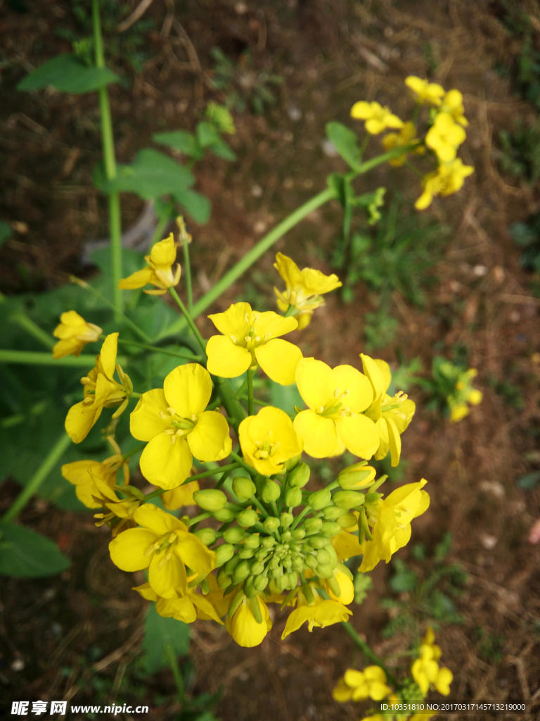 油菜花