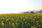 金鸡峰油菜花