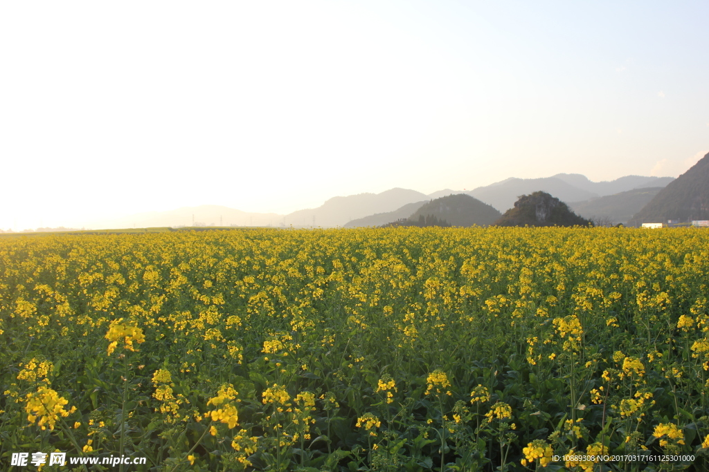 金鸡峰油菜花