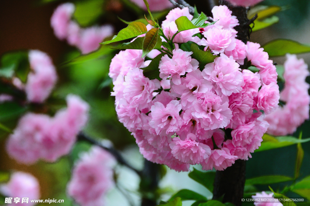 樱花