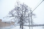 雪