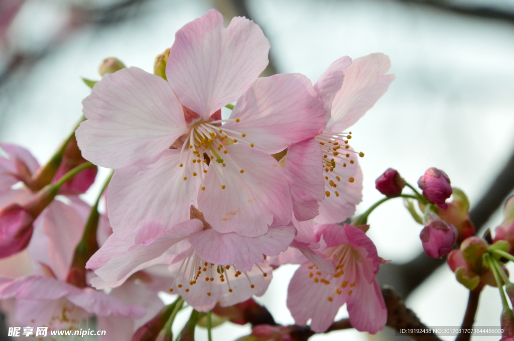樱花