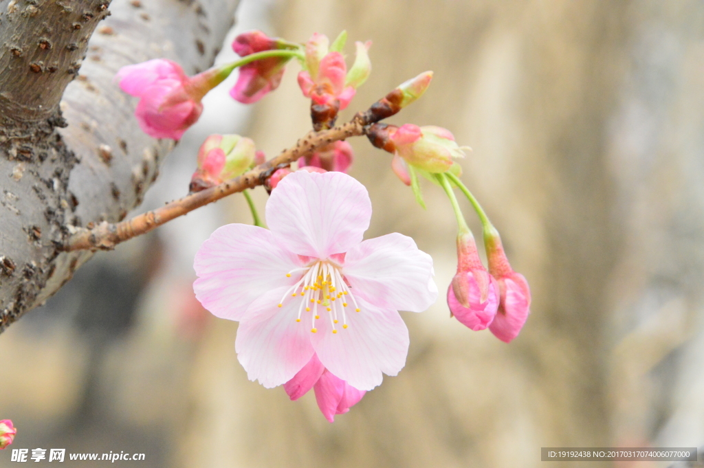 樱花