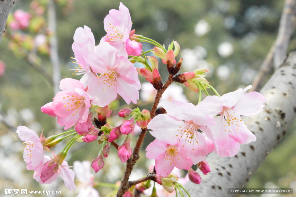 樱花