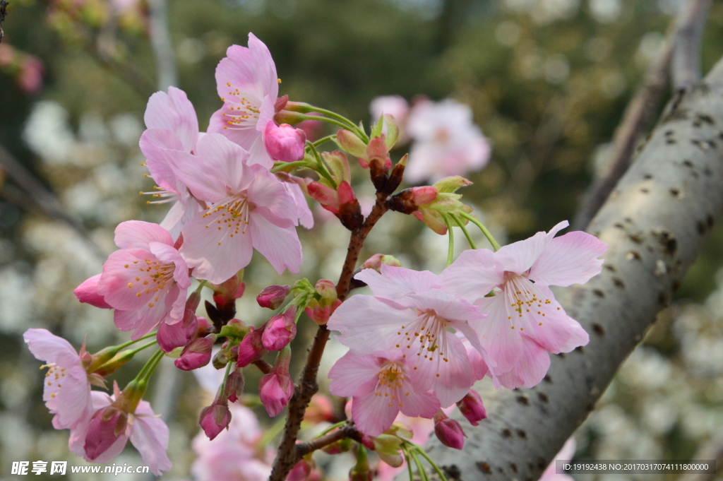 樱花