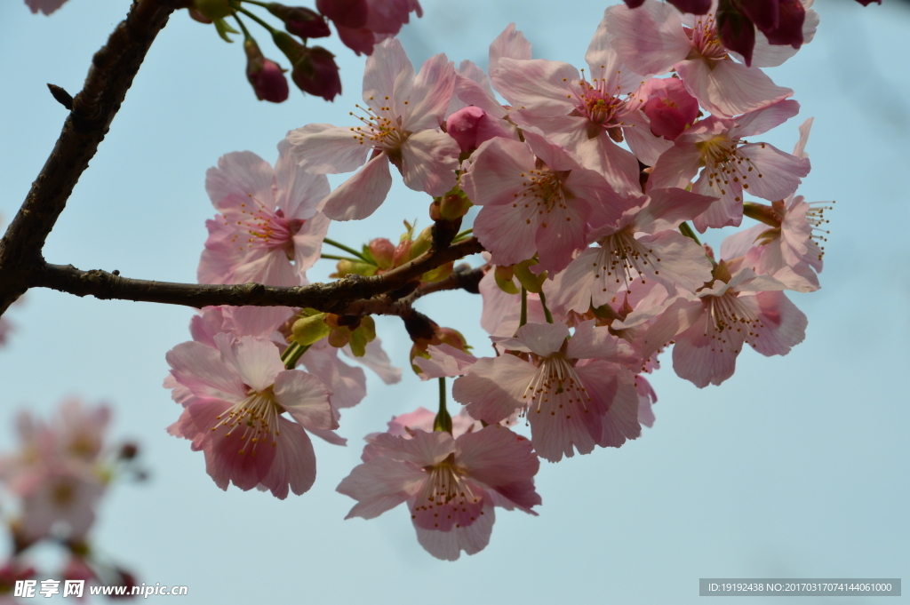 樱花