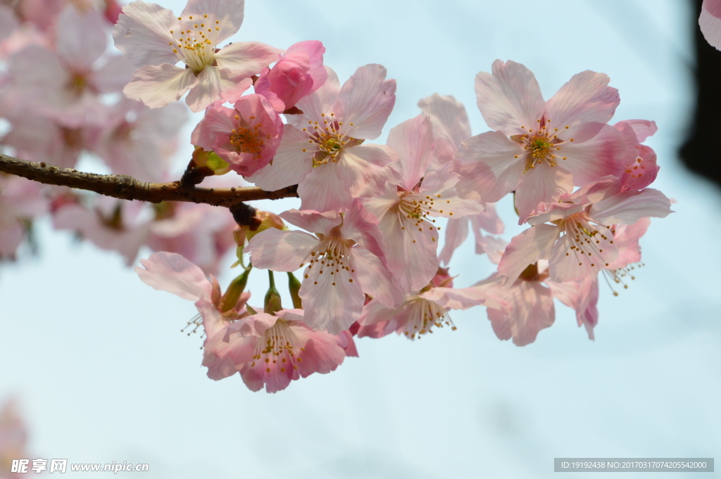 樱花