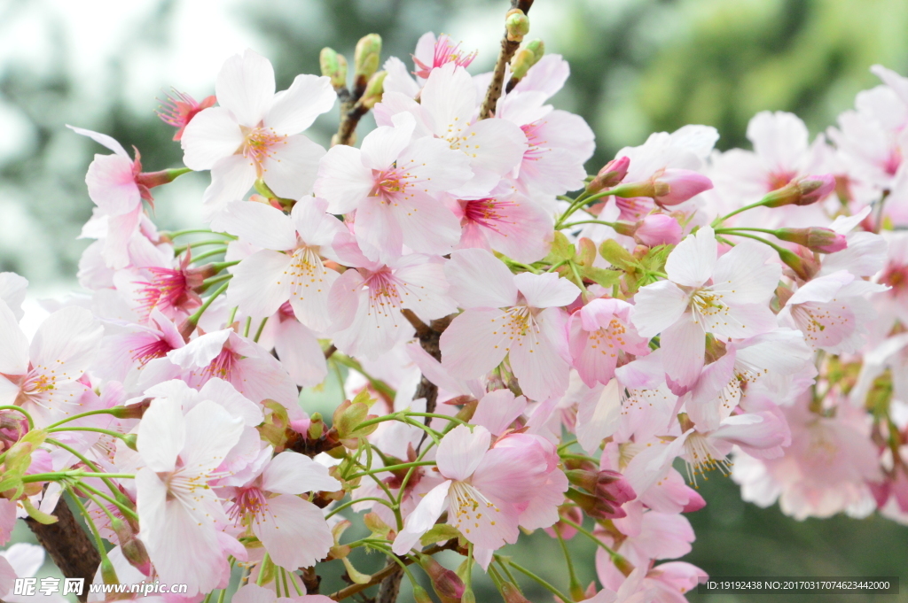 樱花