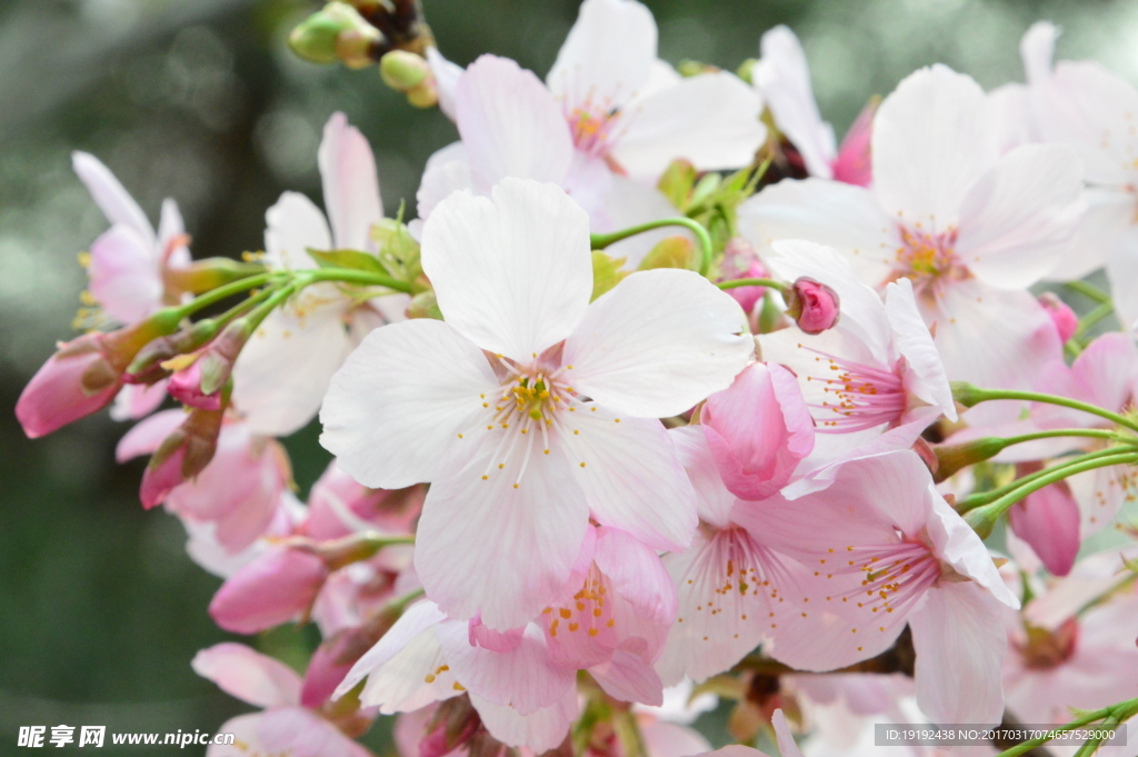 樱花