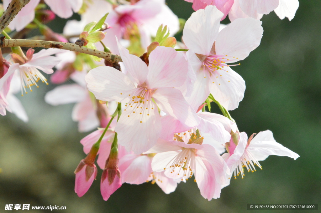 樱花