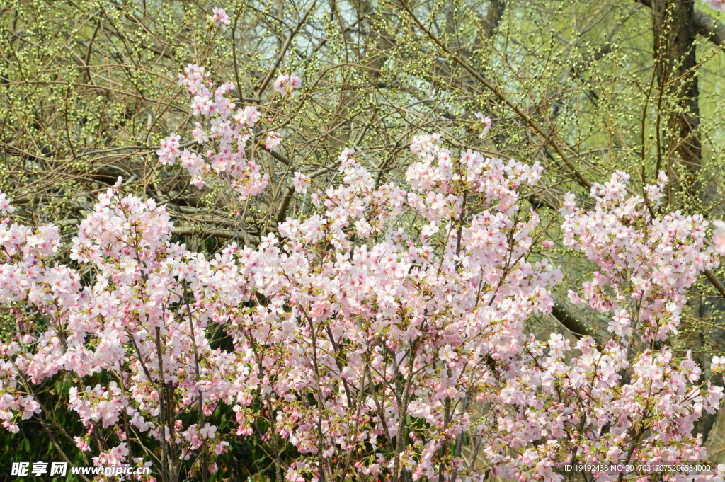 樱花