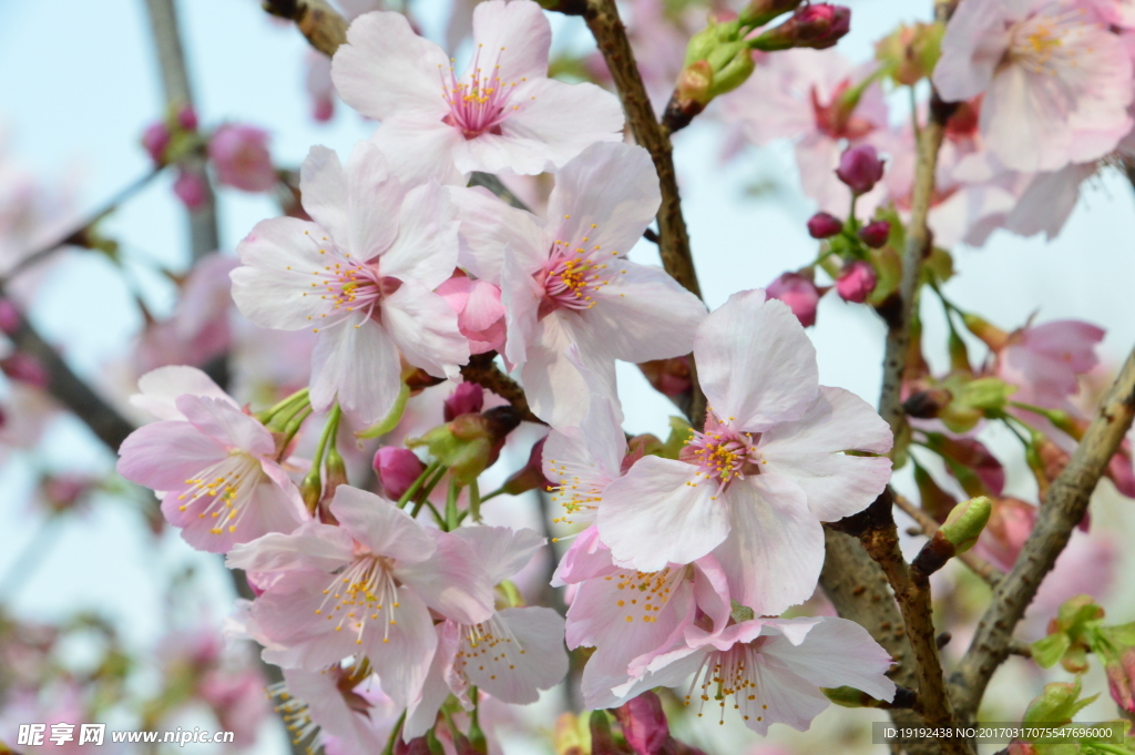 樱花