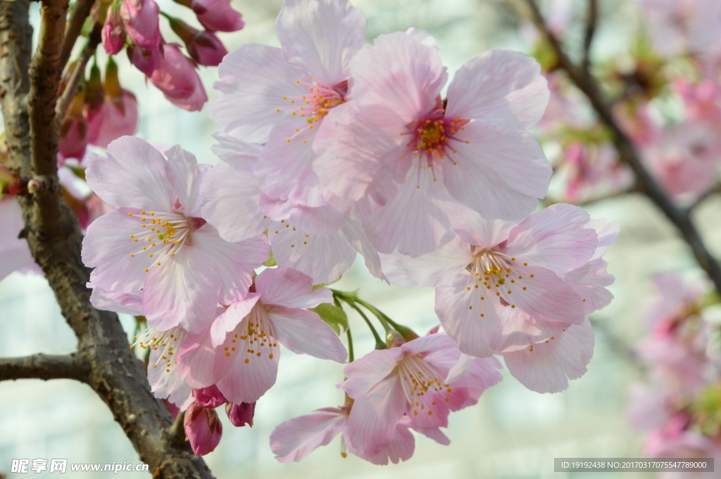 樱花