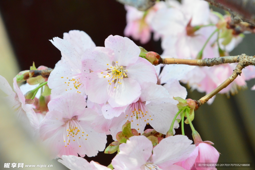 樱花